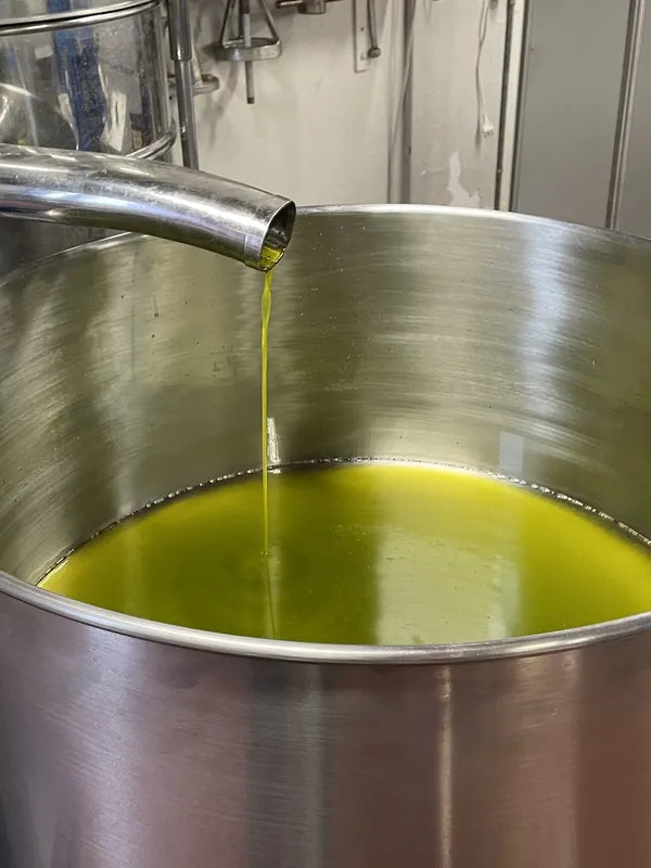 Olio EVO: dalla raccolta al frantoio