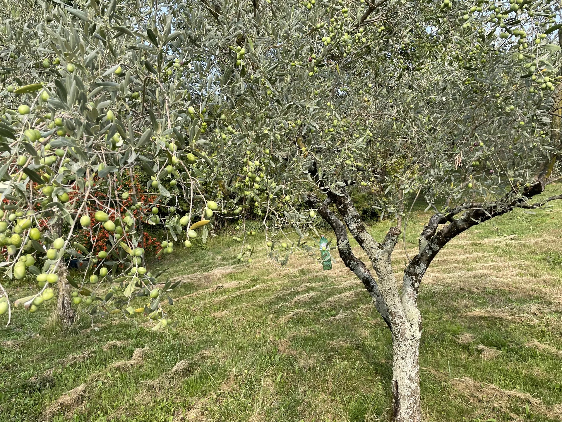 Albero nell’uliveto Riva di Conegliano