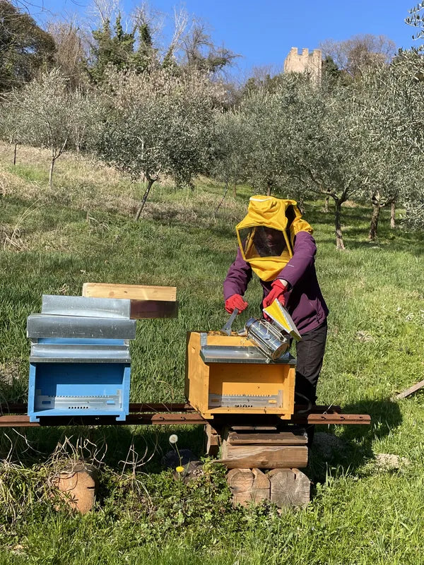 Lavoro di apicoltura nell’uliveto Riva di Conegliano