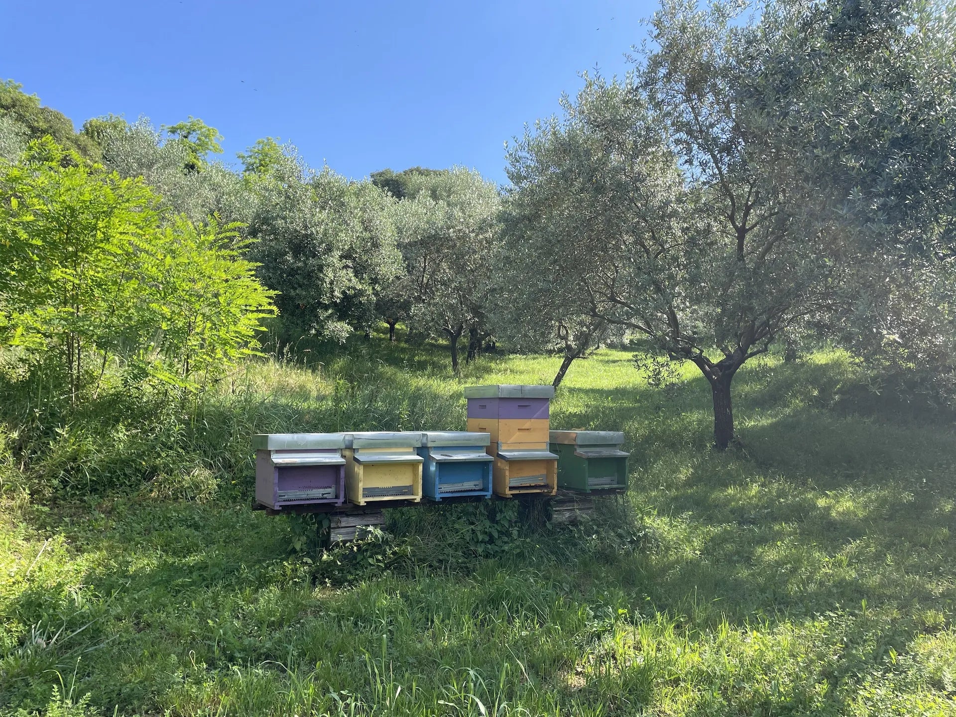 Api nell’uliveto Riva di Conegliano