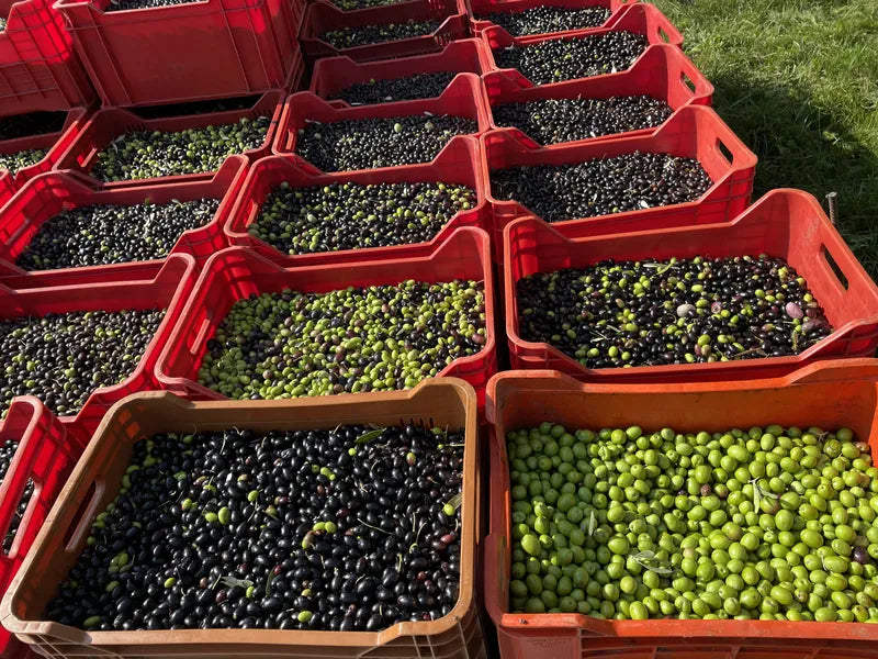 Raccolta delle olive dell’uliveto Riva di Conegliano