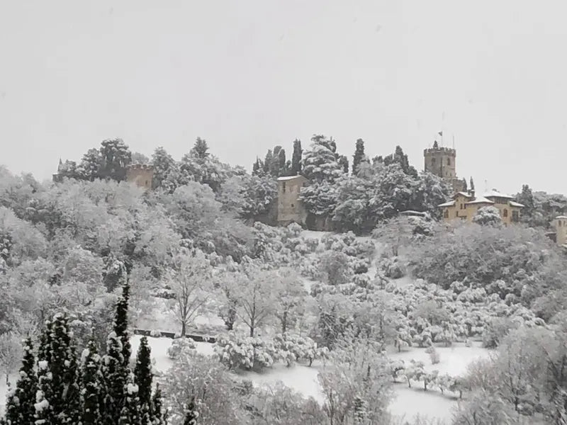 Paesaggio innevato dell’uliveto