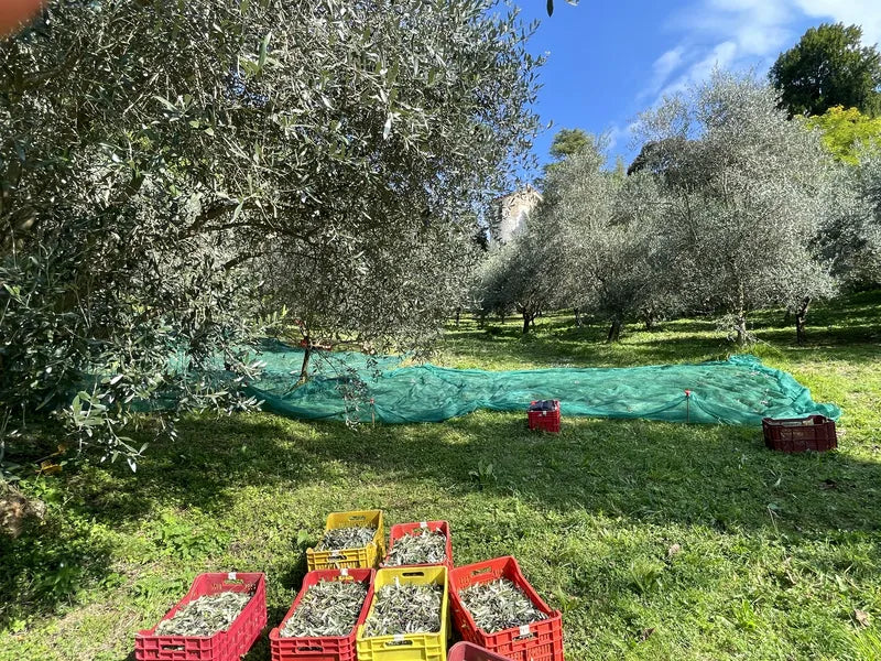 Scorcio dell’uliveto Riva di Conegliano