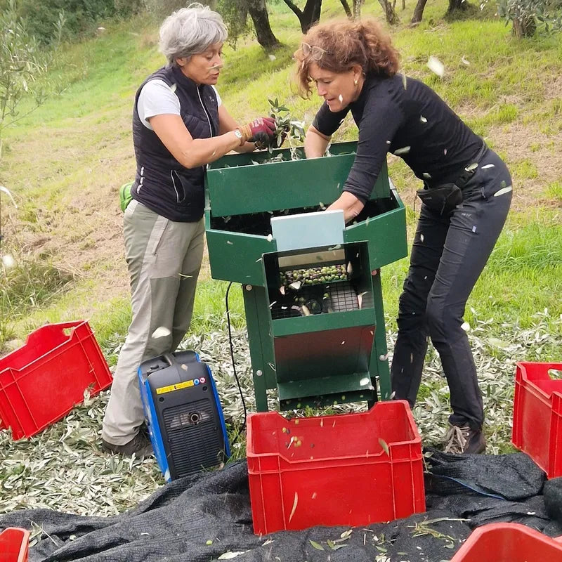 Dettaglio dell’uliveto Riva di Conegliano