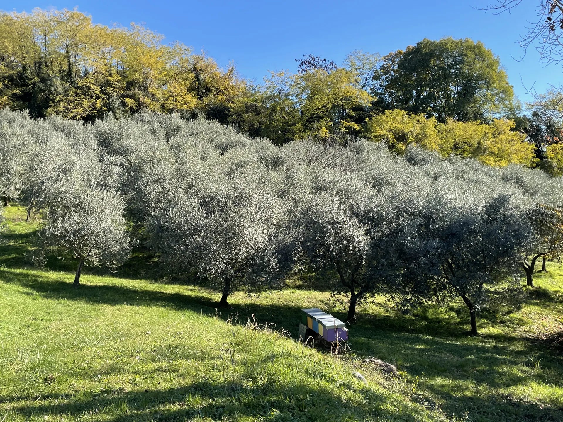 Panorama dell’uliveto Riva di Conegliano